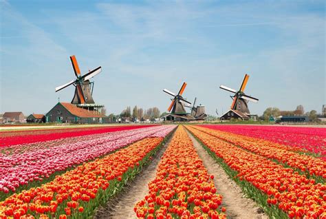 best places to see tulips in netherlands|Where to see tulip fields in the Netherlands in 2024.
